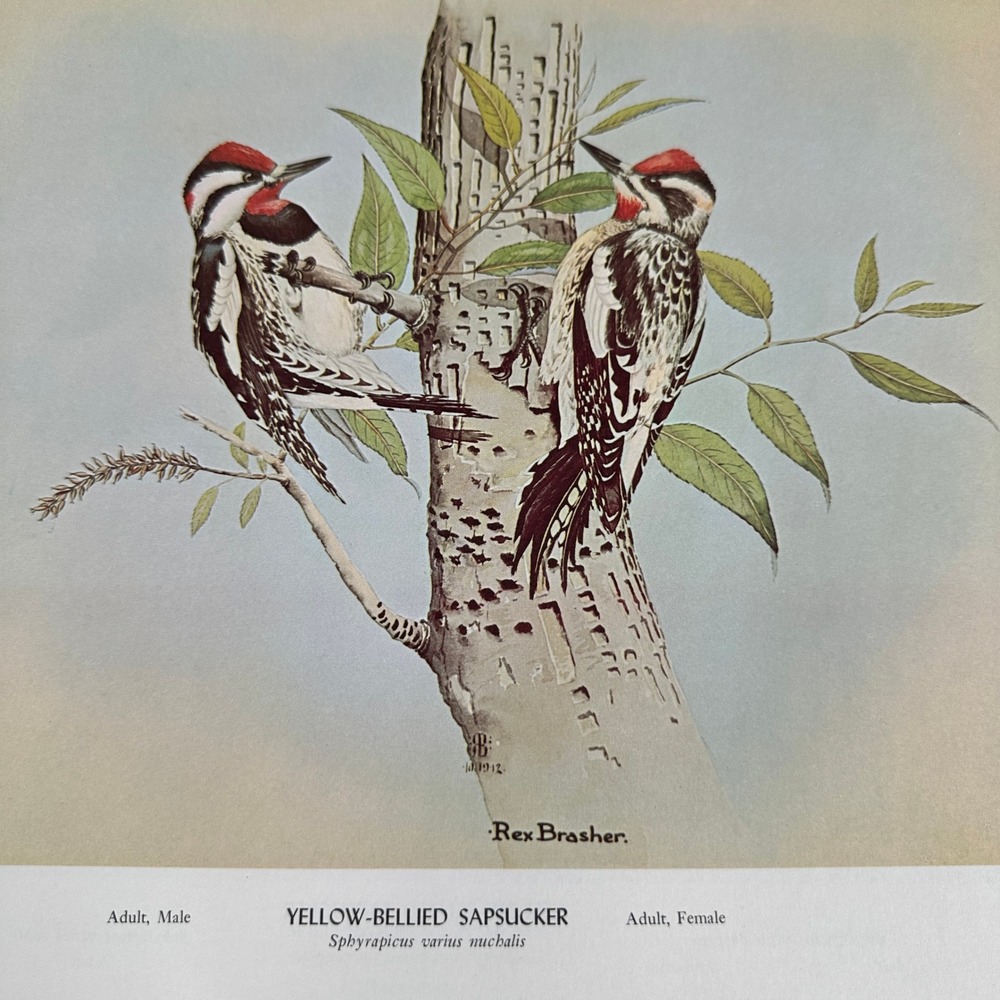 Rex Brasher Yellow Bellied Sapsucker Bird Vtg Original Book Plate Wall Art Decor